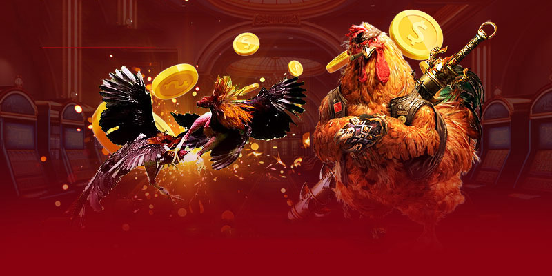 Giới thiệu tổng quan về bộ môn đá gà tại nhà cái suncity