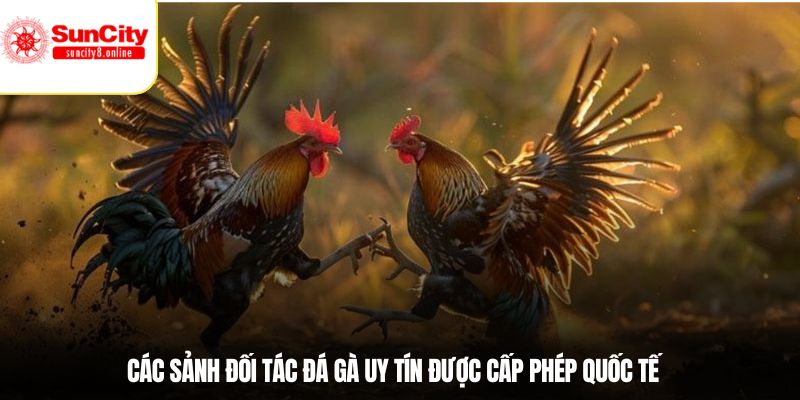 Các sảnh đối tác đá gà uy tín được cấp phép quốc tế