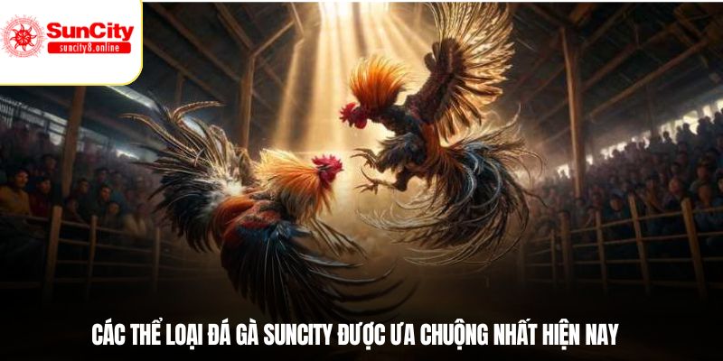 Các thể loại đá gà Suncity được ưa chuộng nhất hiện nay